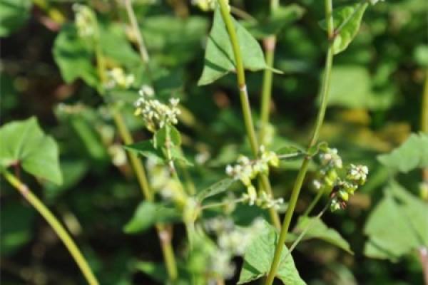 buckwheat