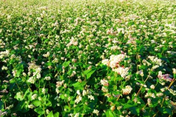 Buckwheat