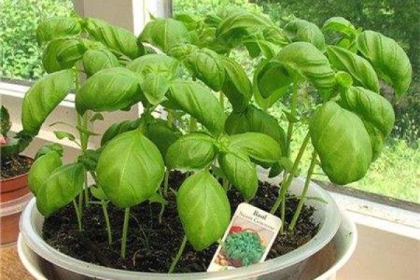 plant.Jpg