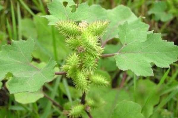 Xanthium