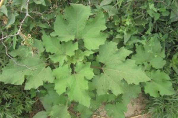 Xanthium