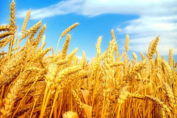 wheat