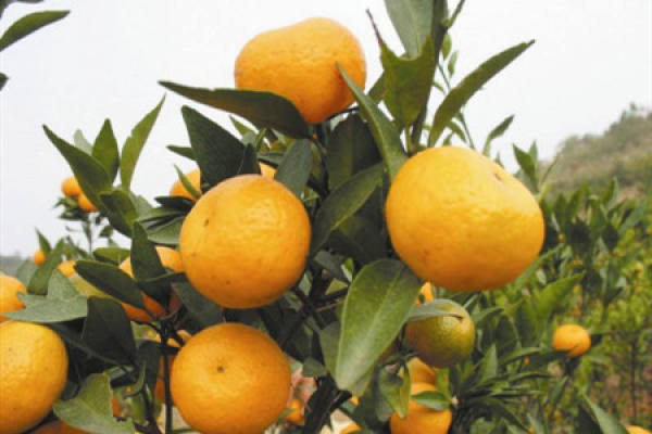 Jin Manyuan orange. JPG