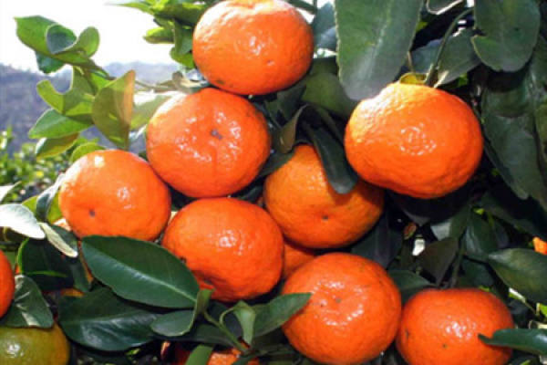 Jin Manyuan orange. JPG