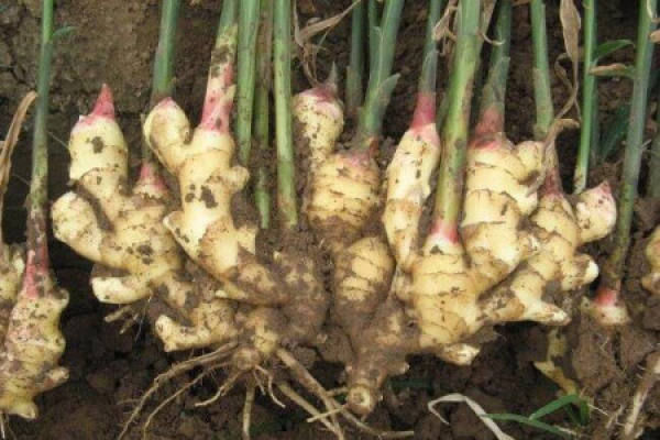 Ginger