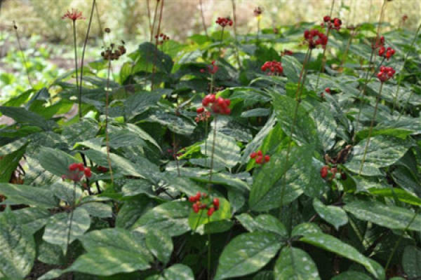 American ginseng