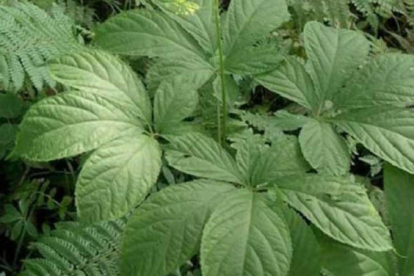 American ginseng