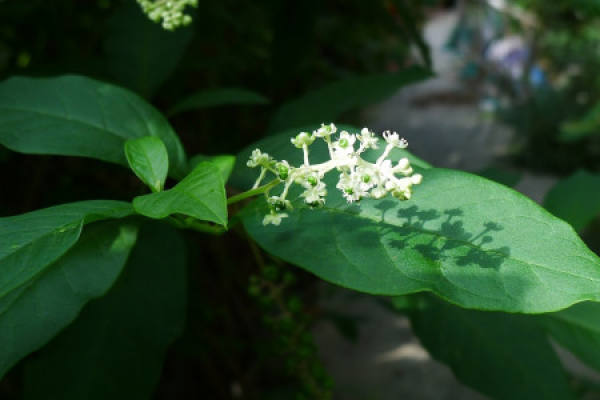 American ginseng