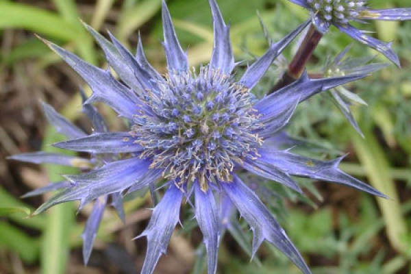 Sea Holly