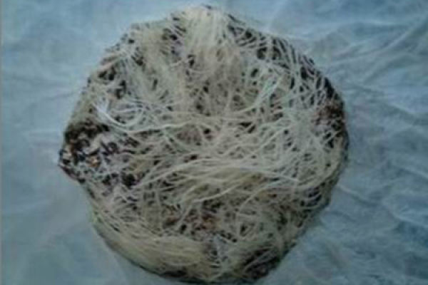 Flammulina velutipes