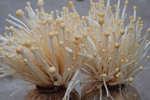 Flammulina