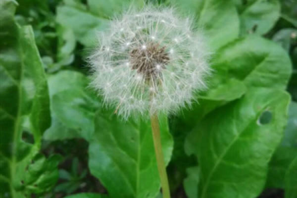 dandelion dandelion