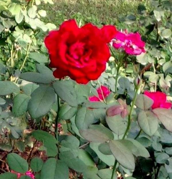 Chinese rose