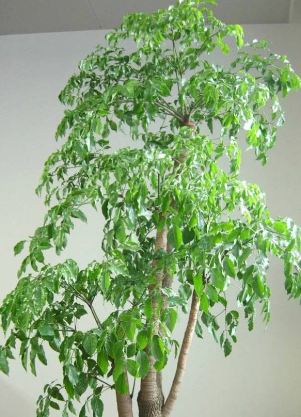 Happiness Tree