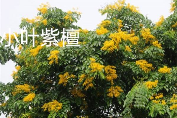 Pterocarpus microphyllus