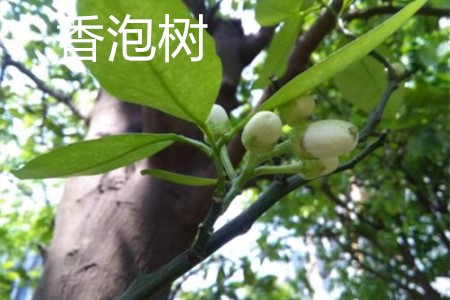 香泡樹和柚子樹的區別