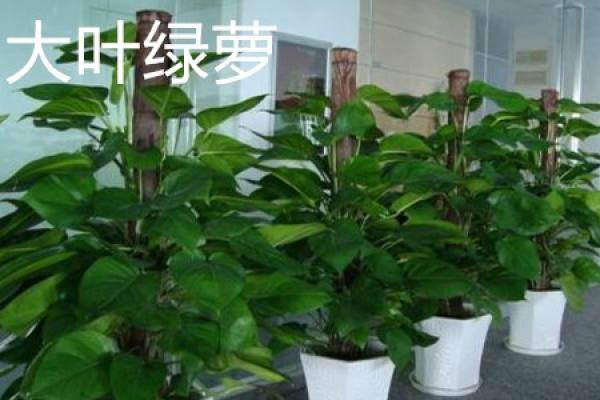 big leaf and pothos