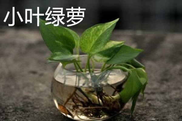 big leaf and pothos