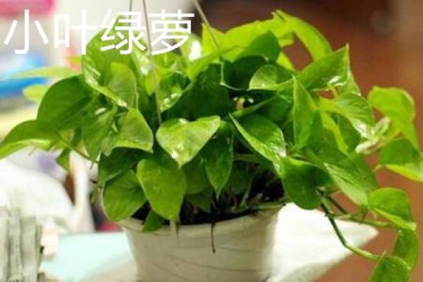 Scindapsus microphylla