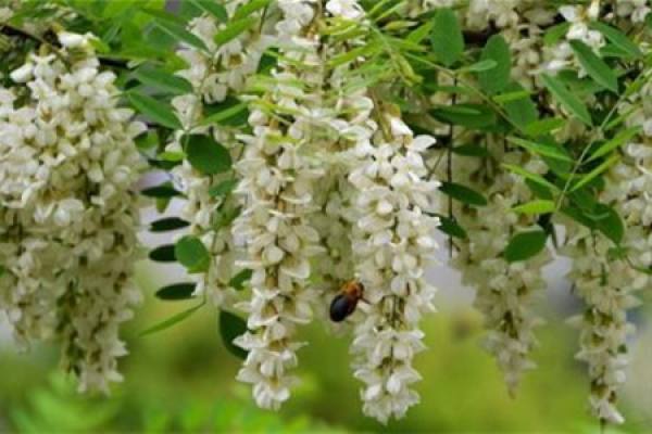 Sophora japonica