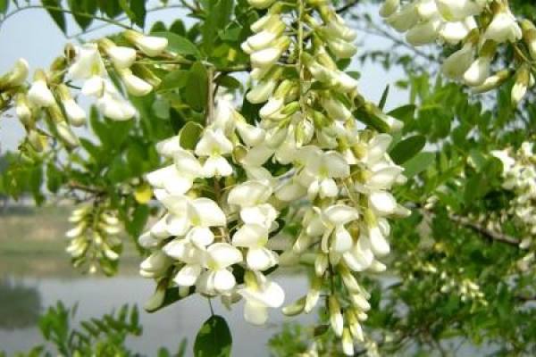 Sophora japonica