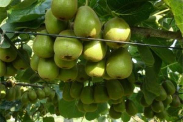 Wild Chinese gooseberry