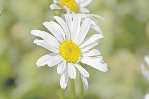 Daisy