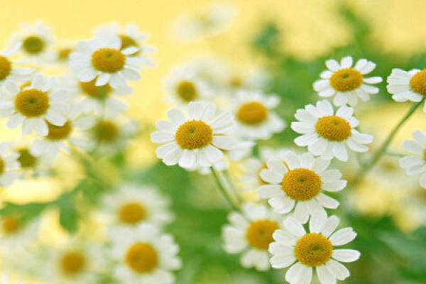 Daisy
