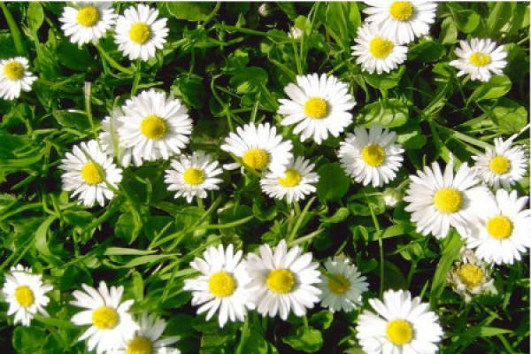 Daisy