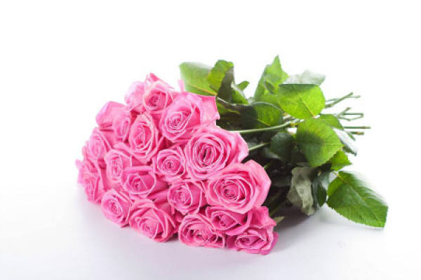 pink rose