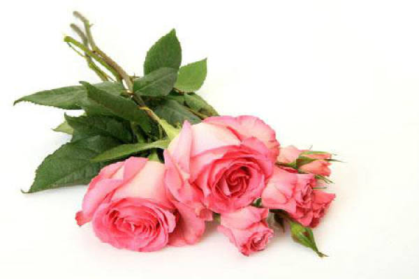 pink rose