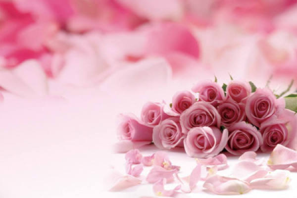 Pink Rose