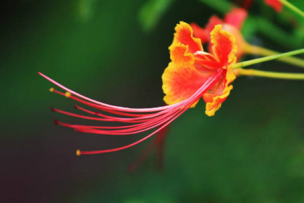 Phoenix flower