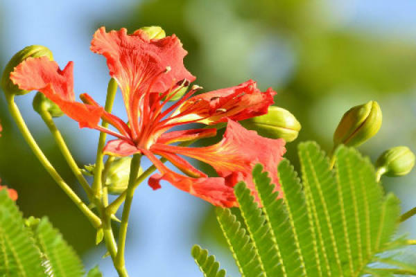 Phoenix flower