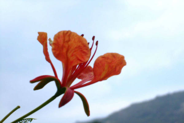 Phoenix Flower