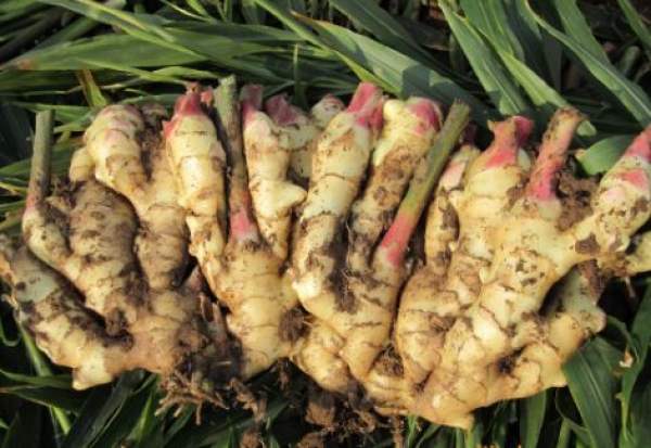 ginger