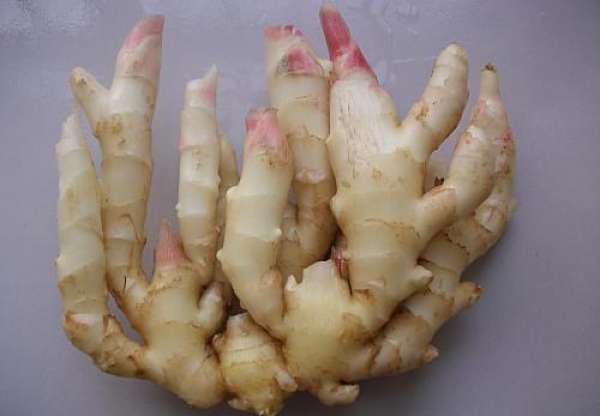 Ginger