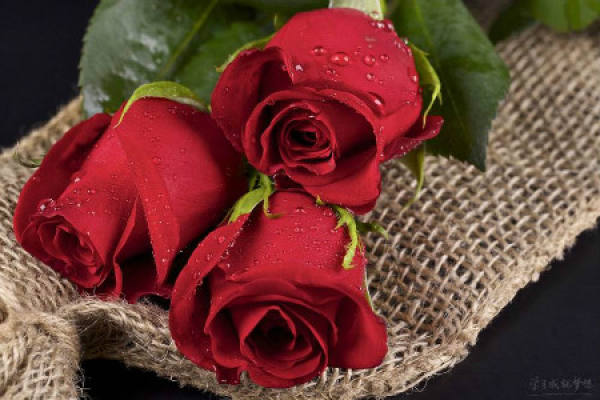 Red Rose