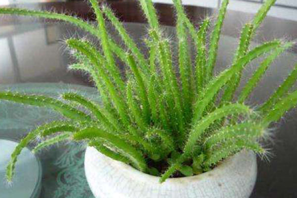 Pitaya