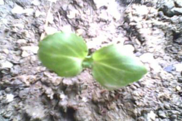 grape seed