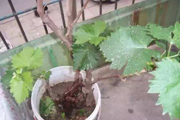 Grape seed