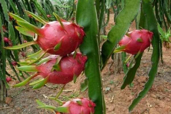 Pitaya