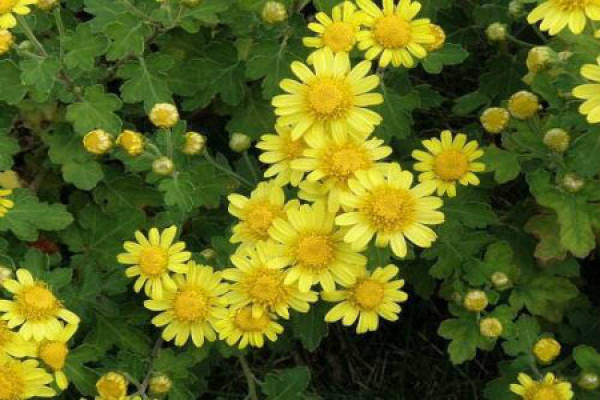 Wild Chrysanthemum