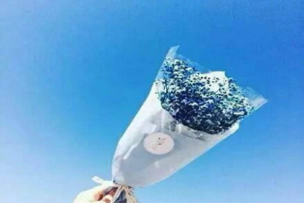 Blue Gypsophila paniculata