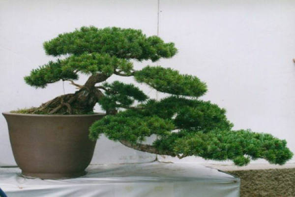 Chinese pine