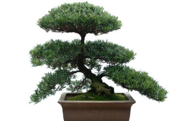 Chinese pine