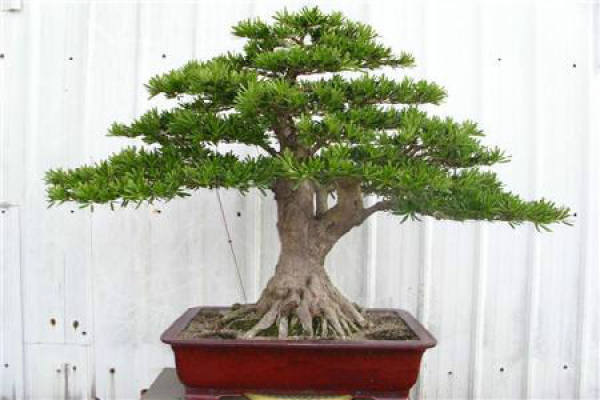 Podocarpus macrophylla