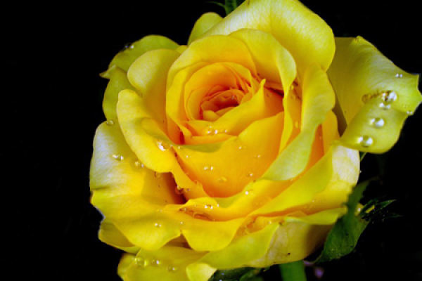 Roses