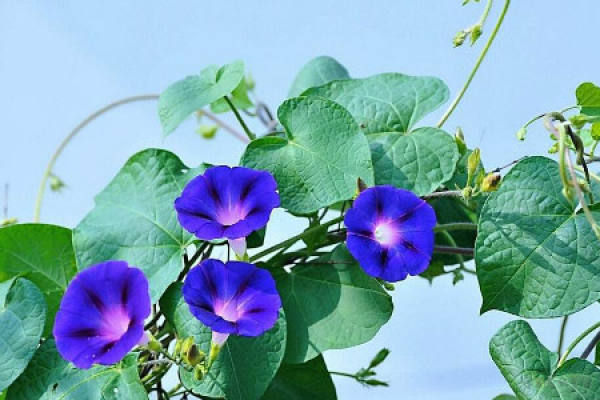 morning glory
