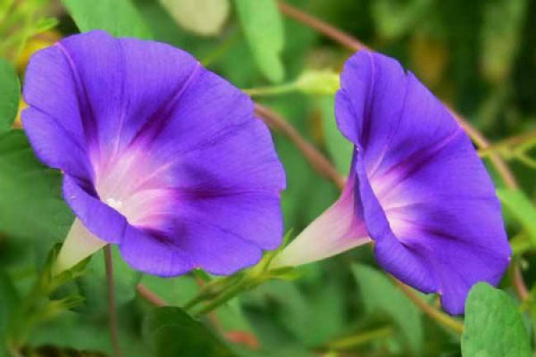 morning glory